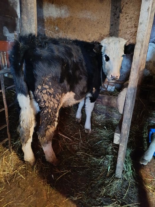 Продам или обмен