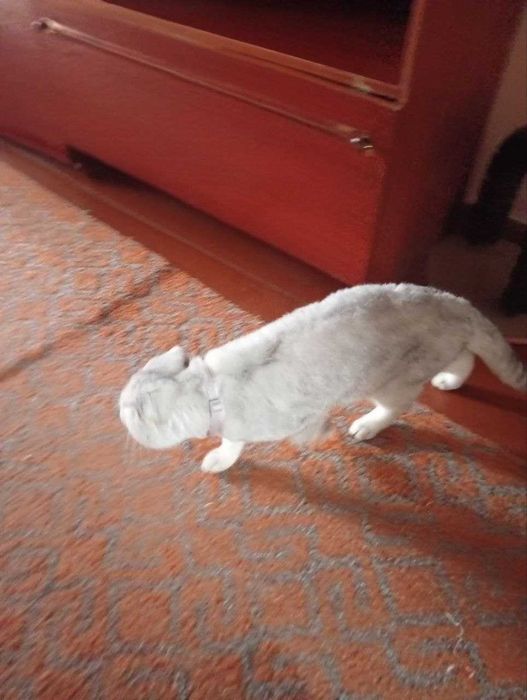 шотландская вислоухая кот (скоттиш-фолд).