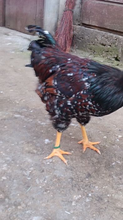 Cocos wyandotte portelan