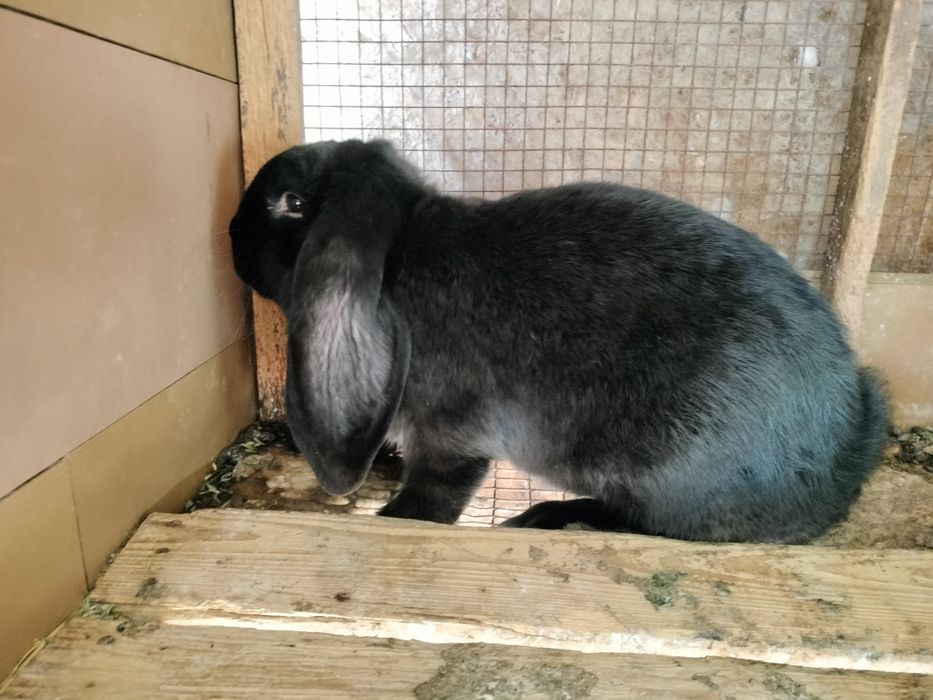 Berbec german masculi și femele