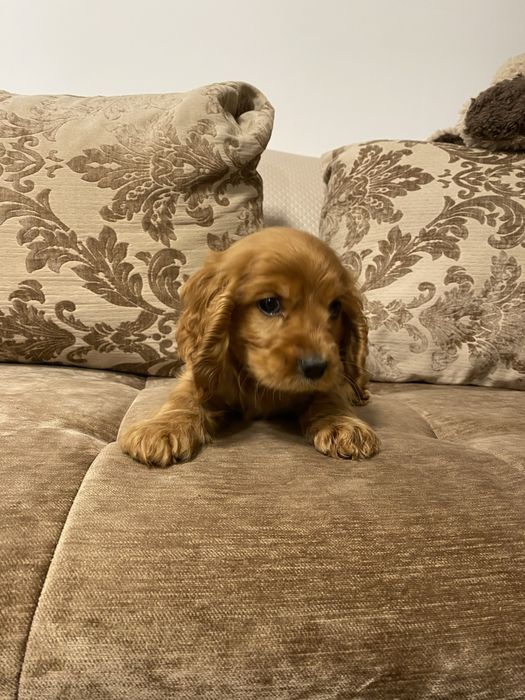 Cocker Spaniel fetita 2 luni