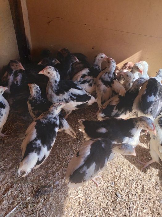 Продаётся цыплята