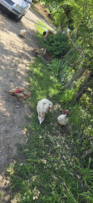 Ratoi lesesti de vanzare