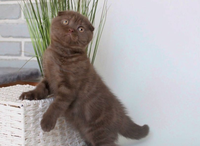Котёнок девочка Цынамон