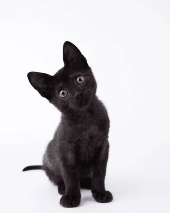 в добрые руки. Все вопросы по содержанию буду рада обсудить