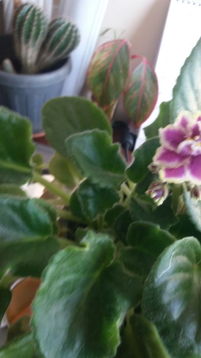 Продам комнатные и садовые цветы