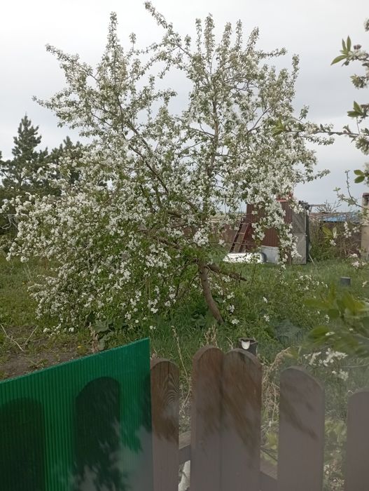 Продам дом село Озен