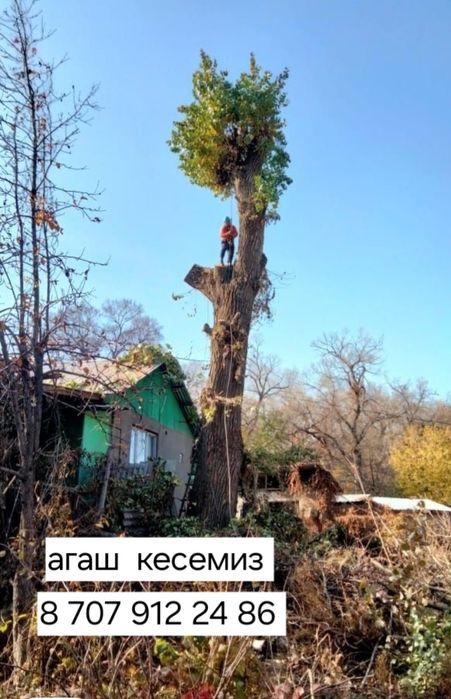 Спил дерево  и обрезка