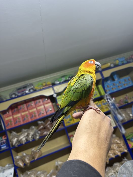 Попугай солнечная аратинга