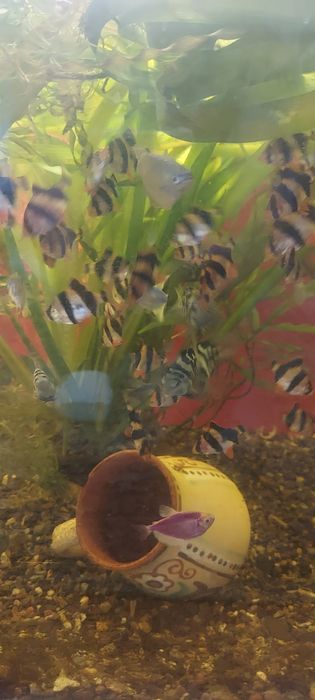 Растения. Рыбки аквариумные