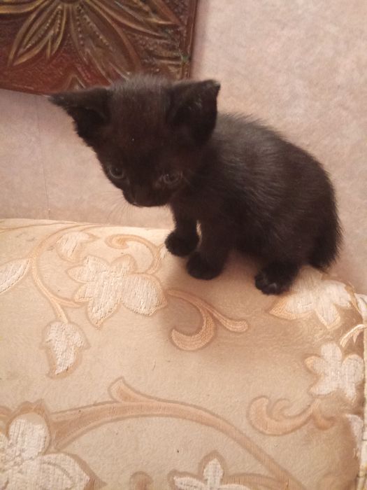 Продам милого котенка