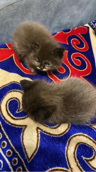 Бесплатно котята