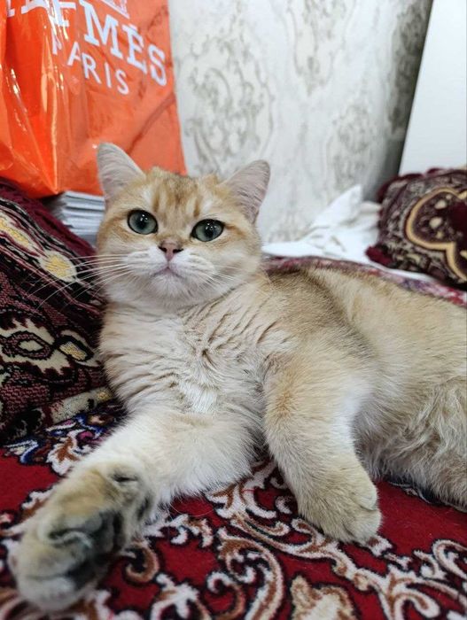 Zolotaya shinshilla qiz mushuk sotiladi
