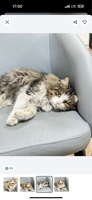 Кот сибирской породы