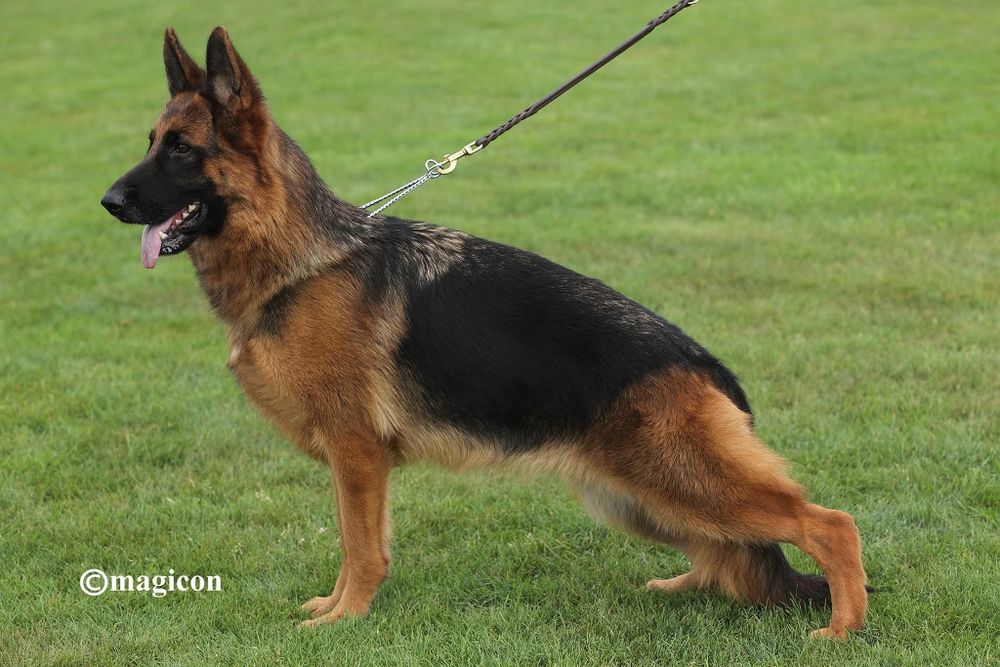 Femela Ciobanesc german