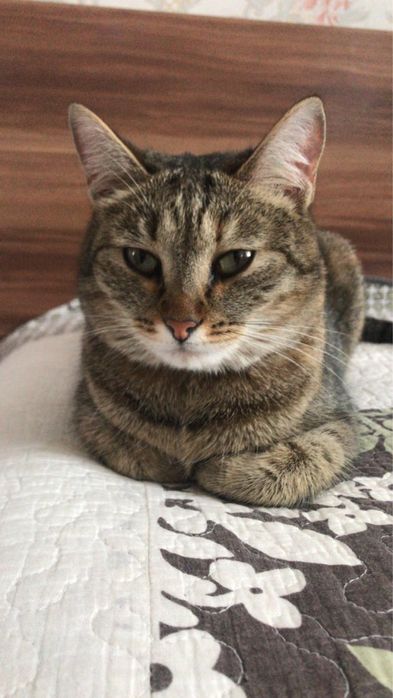 Отдам кошку в хорошие руки