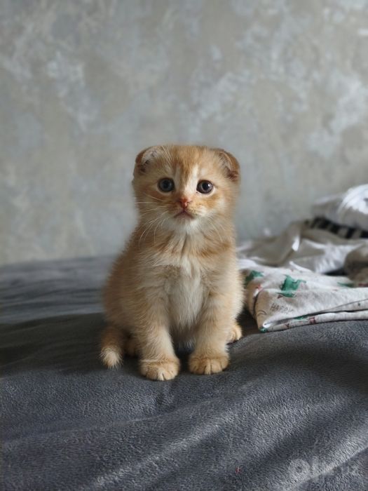 Чудесные шотландские котята готовятся к продаже