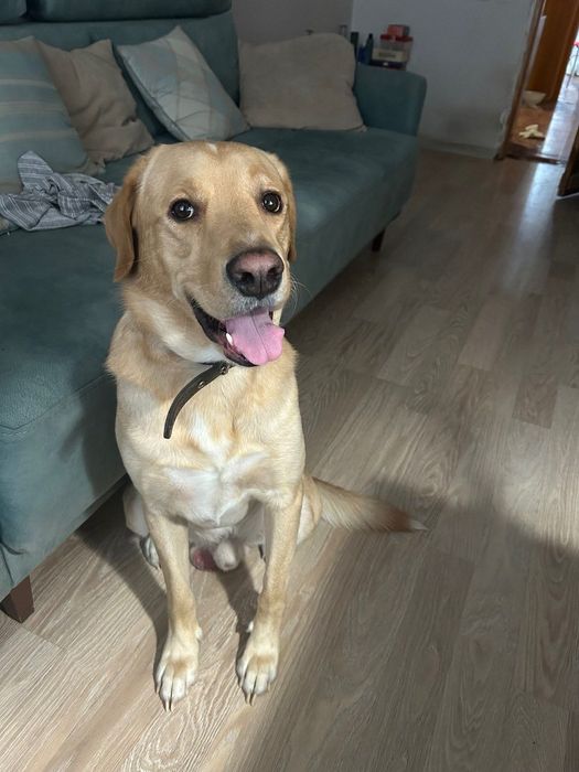 Собака  породы Лабрадор очень ждёт новый дом.