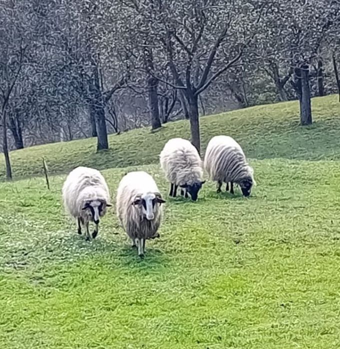 Vând 3 oi tinere și 1 berbec