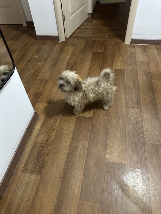 Мальтипу мальчик собака