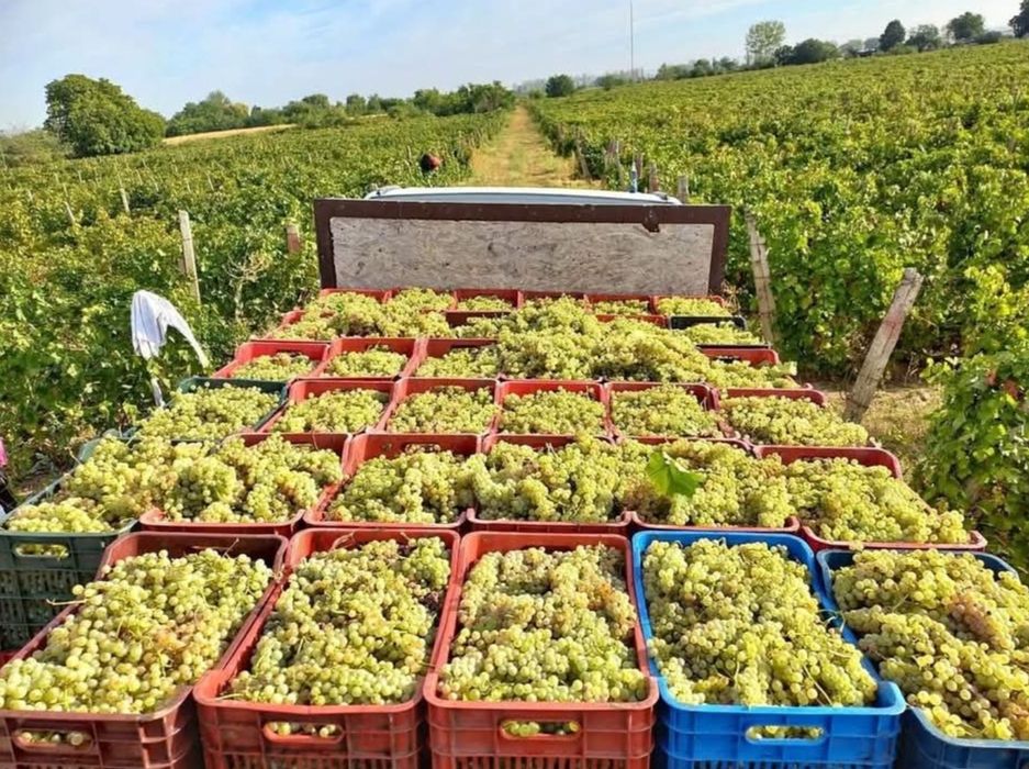 Vând Struguri De Vin