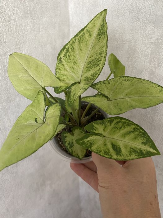 Сортовые сингониумы