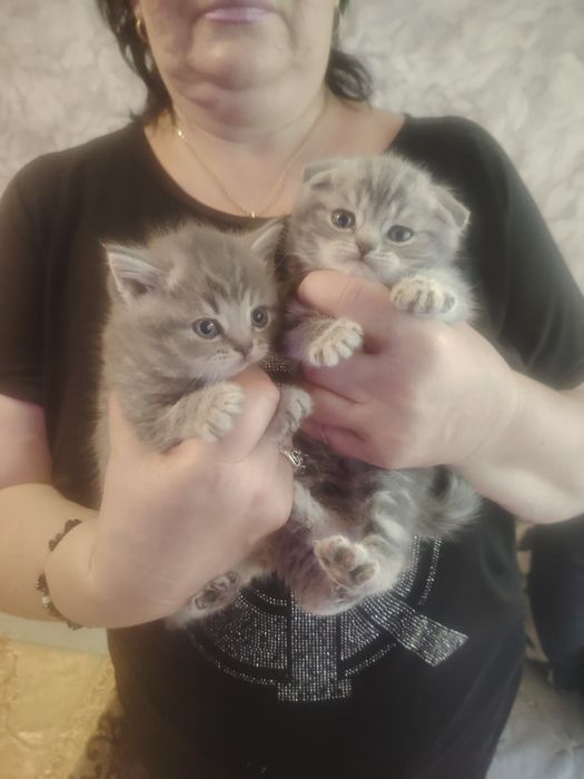 Забавные котята фолдики