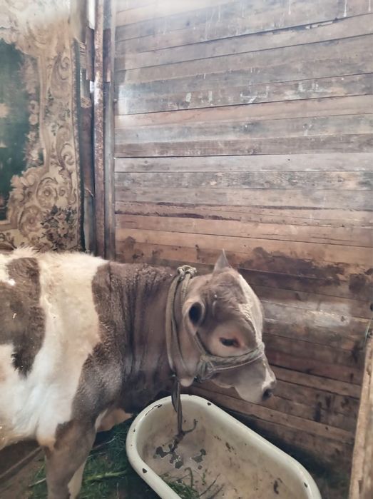 Продам коров оптом за 2,5лям