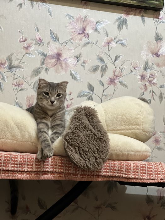 Отдам кошечку-девочка в доьрые руки