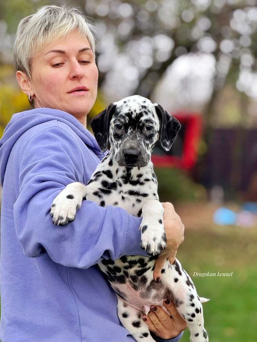 Dalmatian rasă pură cu pedigree
