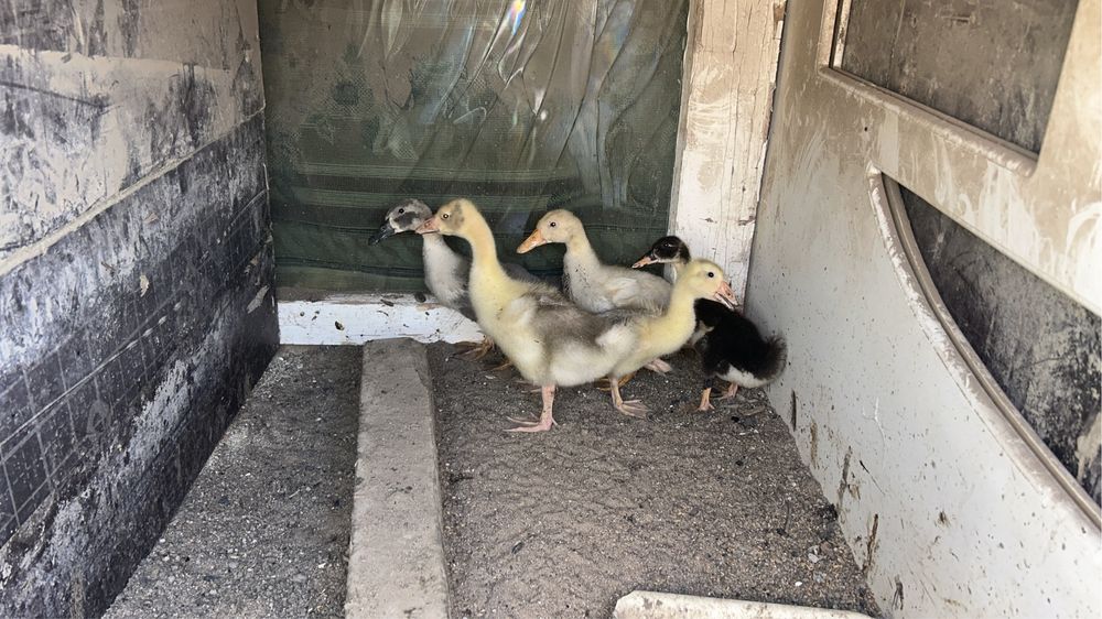 Продам курицу и цыплят