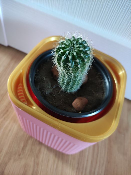 Кактус украсит ваш дом