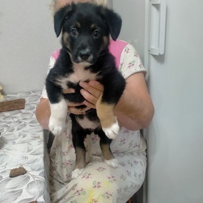 Отдам щенка девочка