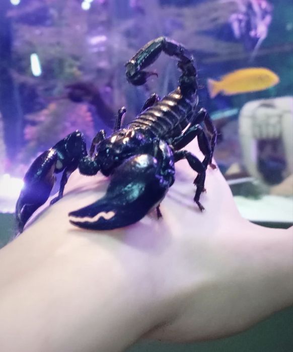 Скорпион H .Peters