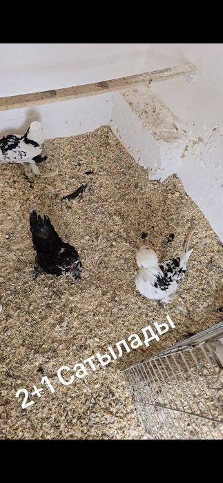 Султанки карликовый семя