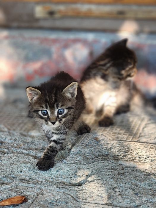 Метисы котята ищут любящих хозяев