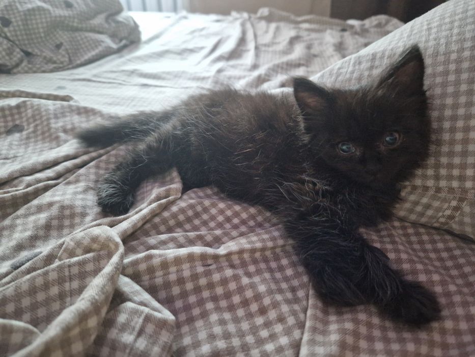 отдам котят в добрые руки