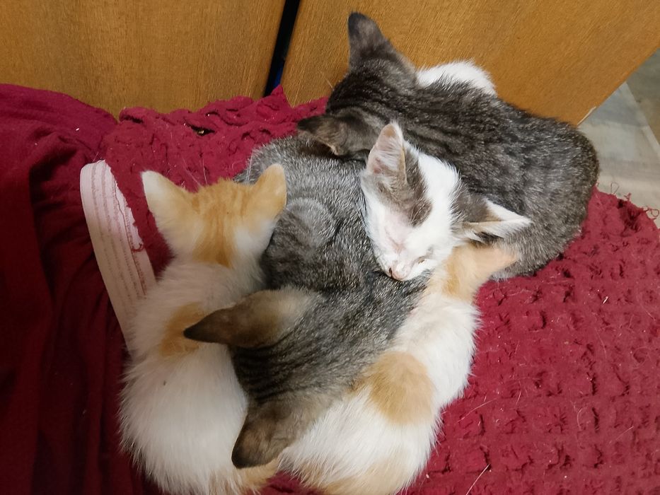 Котята, кошки даром