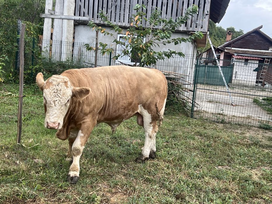 De vanzare  taur de montă mai multe detali la nr de telefon 0751208474