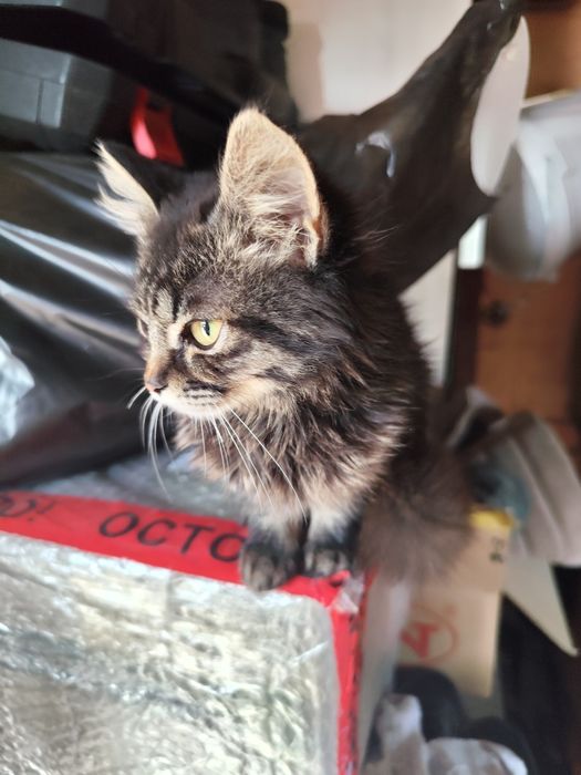 Котенок в добрые руки