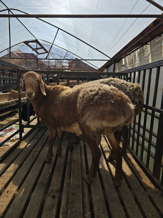 Qirg'iz qo'chqorla sotiladi