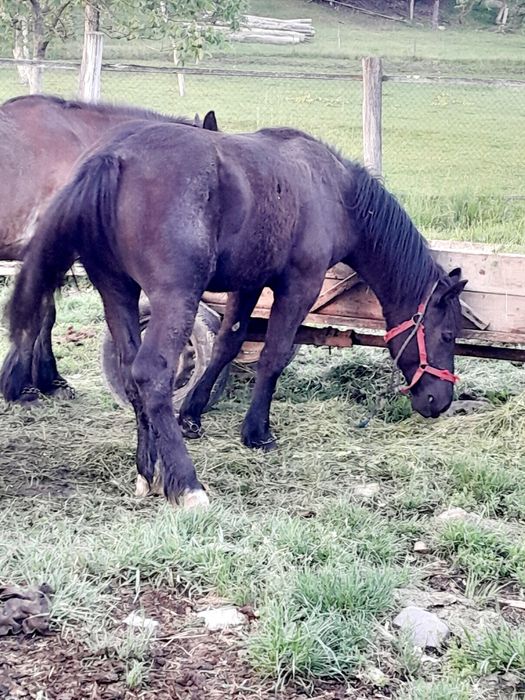 Vand mânză,de una an e cuinte,plnada detali la telefo..........