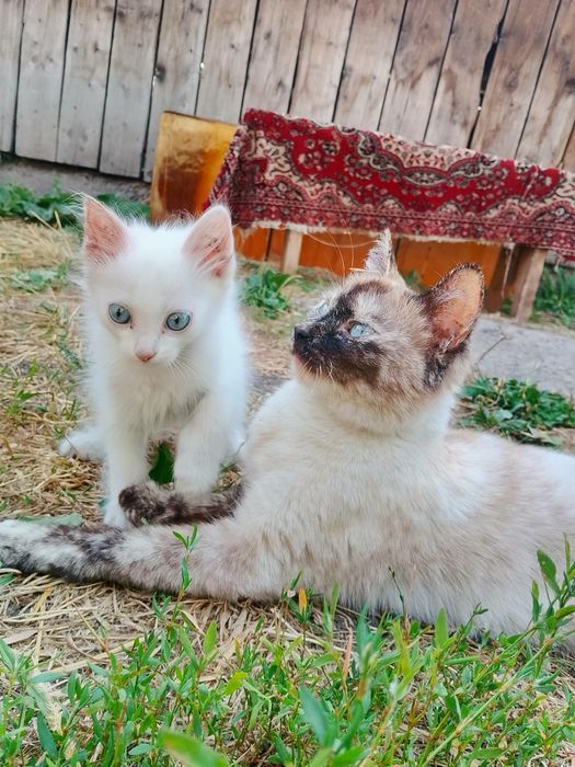 Отдам очень милых котят