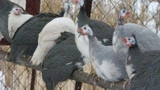 Продам цесарят возраст неделя