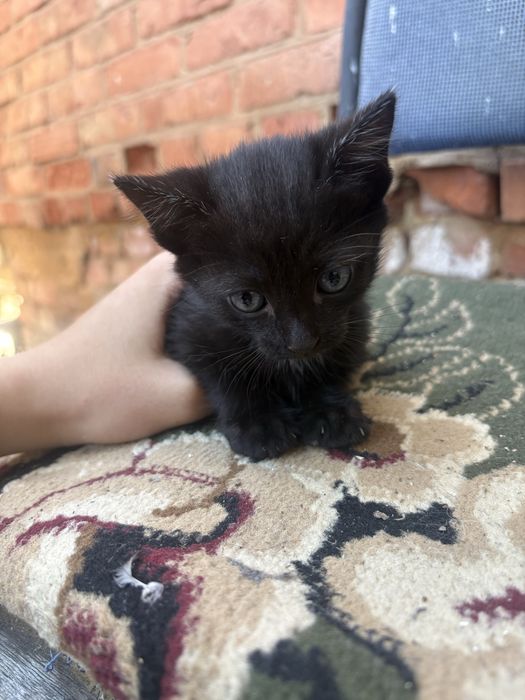 Котенки ищут себе домм