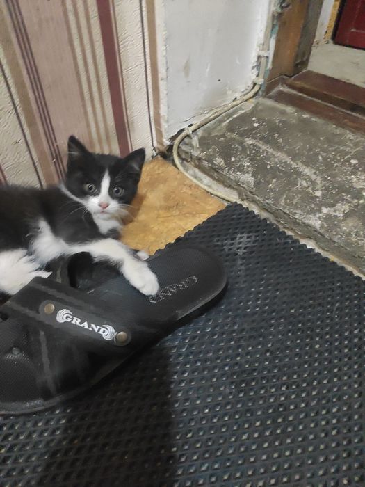 Котята помесь британца