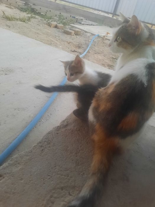 Отдам котят в хорошие руки