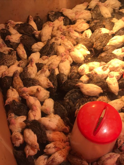 Бөдене еті мен жұмыртқасы сатылады