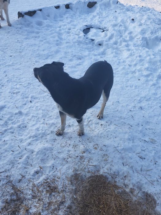 Пристраиваются в добрые ручки
