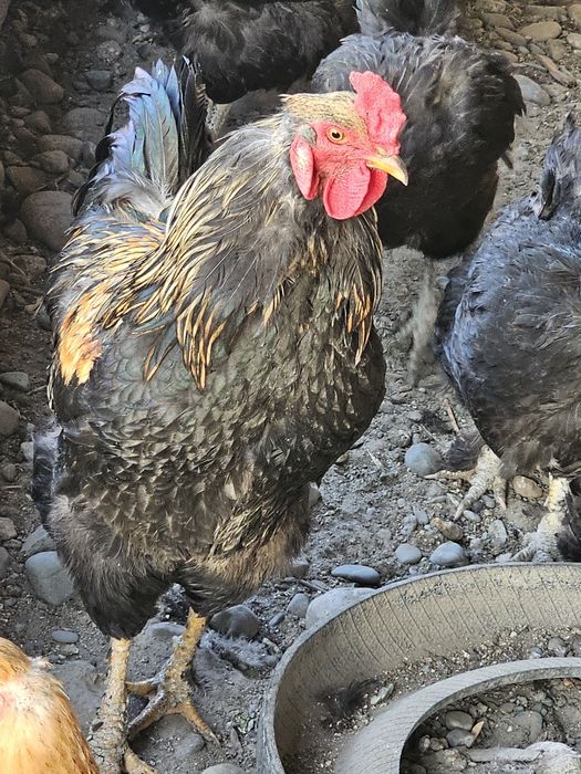 Продам петухов или поменяю на курей